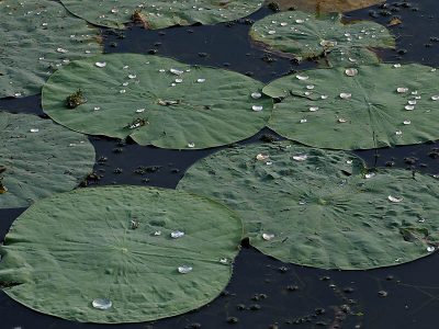 Water Repellent Works